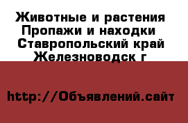 Животные и растения Пропажи и находки. Ставропольский край,Железноводск г.